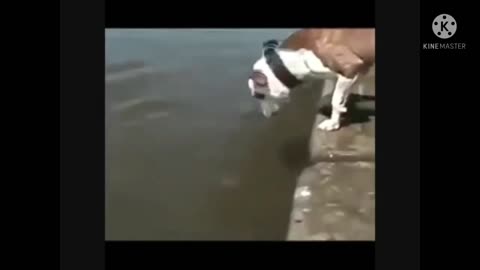 FUNNY DOG SWIM | TURBO80