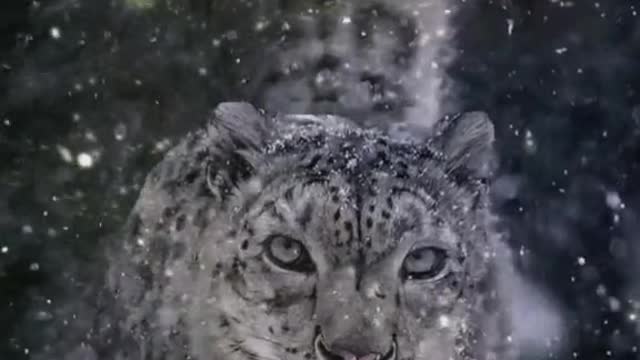 The snowy plateau king of Africa impresses the snow leopard