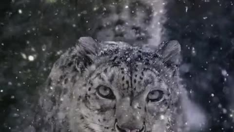 The snowy plateau king of Africa impresses the snow leopard