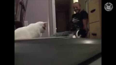 funny cat video