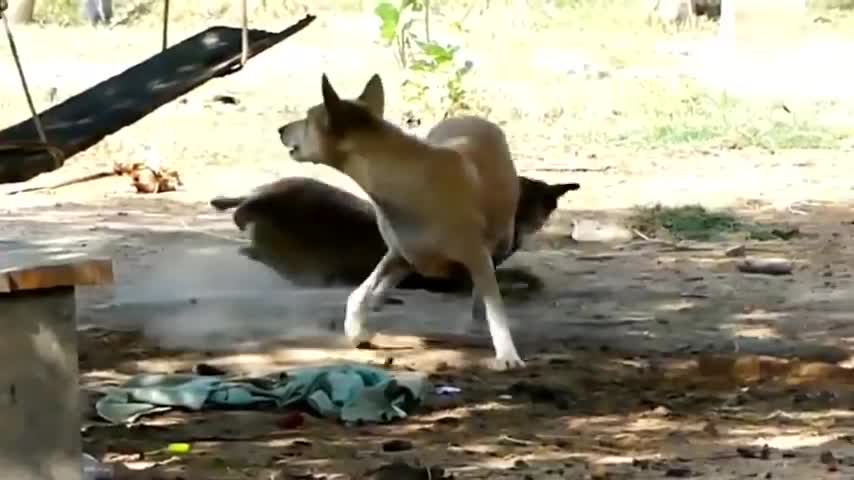 Troll prank dog funny & fake Lion and fake tiger prank to dog & huge box prank to dog