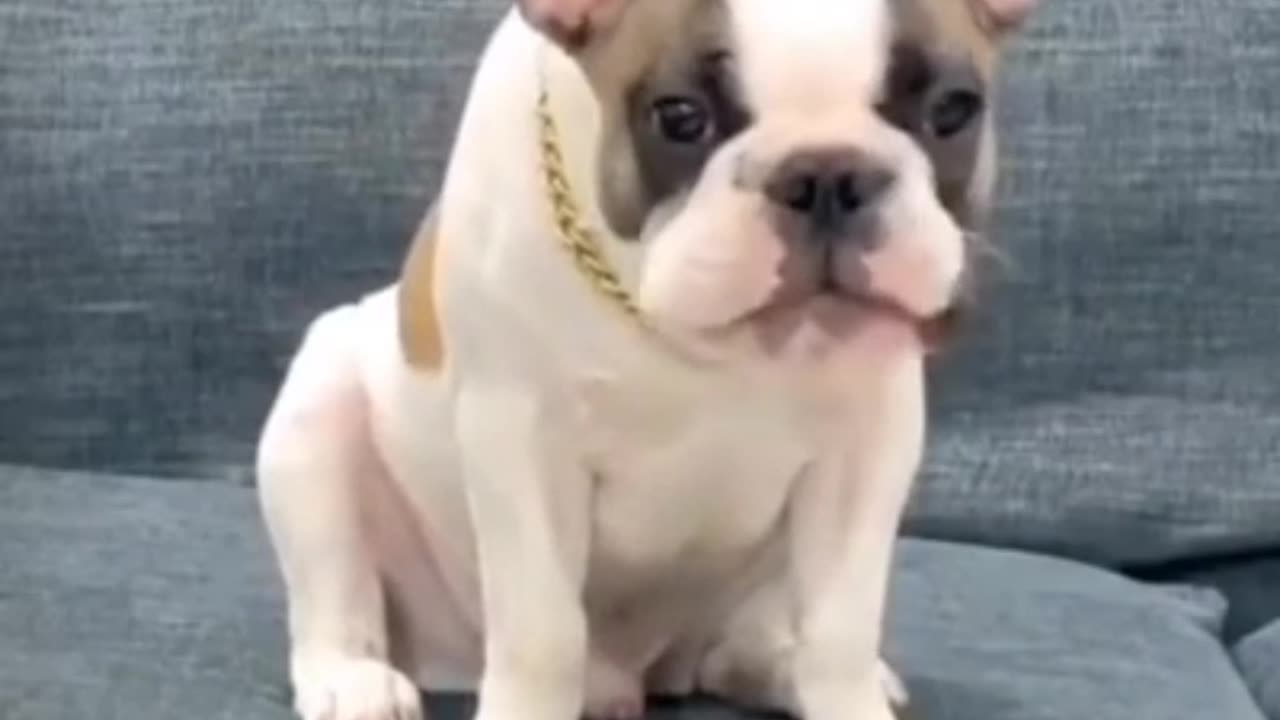 #Dog 🐶 comedy. Video
