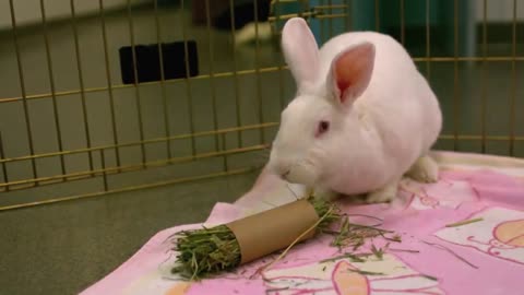 cute little bunny having lunch