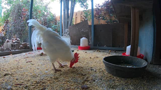 Backyard Chickens Relaxing Peaceful Video Sounds Noises Hens Clucking Roosters Crowing!