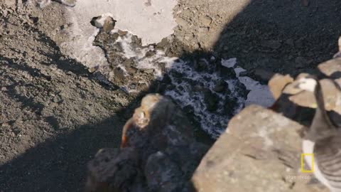 Arctic Geese Chicks Jump Off Cliff to Survive | Hostile Planet