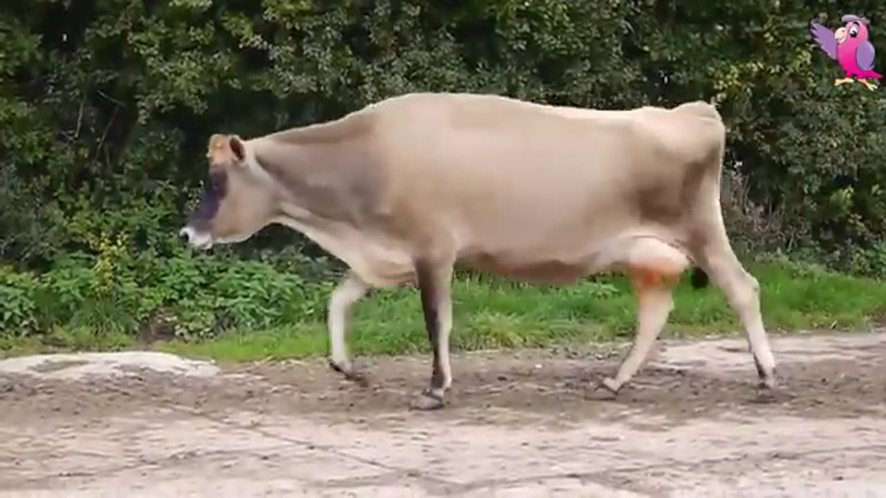 Cow funny video