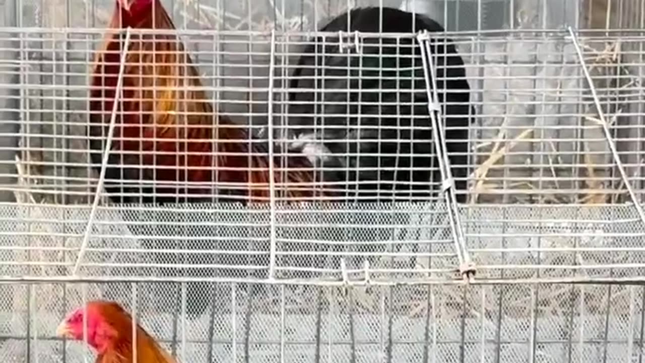 Gamecock