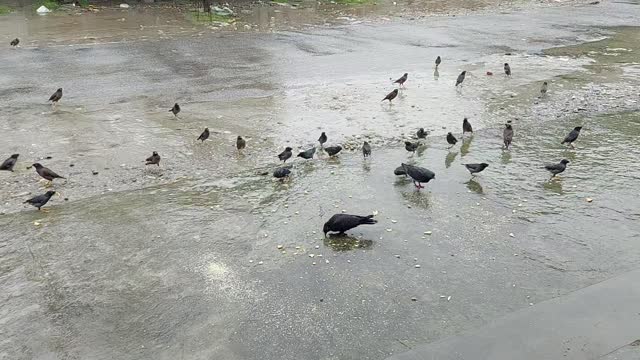 Bird,s are very Happy At rainy morning