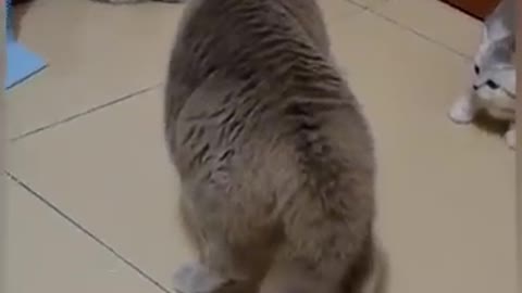 Funny Cats Videos