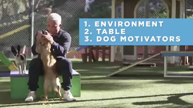 How to teach a dog anything
