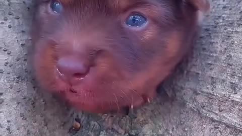 Cute baby dog animals lover video