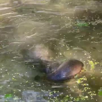 Public swimming pools almost open for the summer