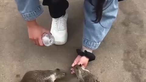 Girl feed cute squirrel bread and give them water