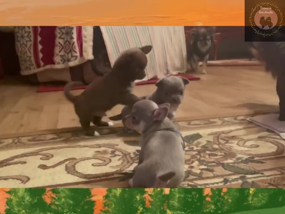 Meidän kodissa on vilskettä ja vilinää 🐾🤎