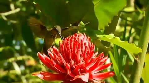 Curiosidades O Menor Pássaro do Mundo - Curiosities The Smallest Bird in the World.