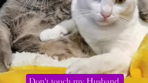 Little kitten _don't touch my husband