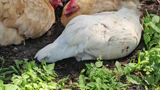 OMC! How did Whitey get so good @ having a dirt bath? Amazing chickens in action! #chickens #shorts