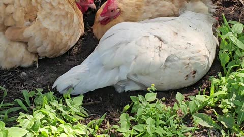 OMC! How did Whitey get so good @ having a dirt bath? Amazing chickens in action! #chickens #shorts