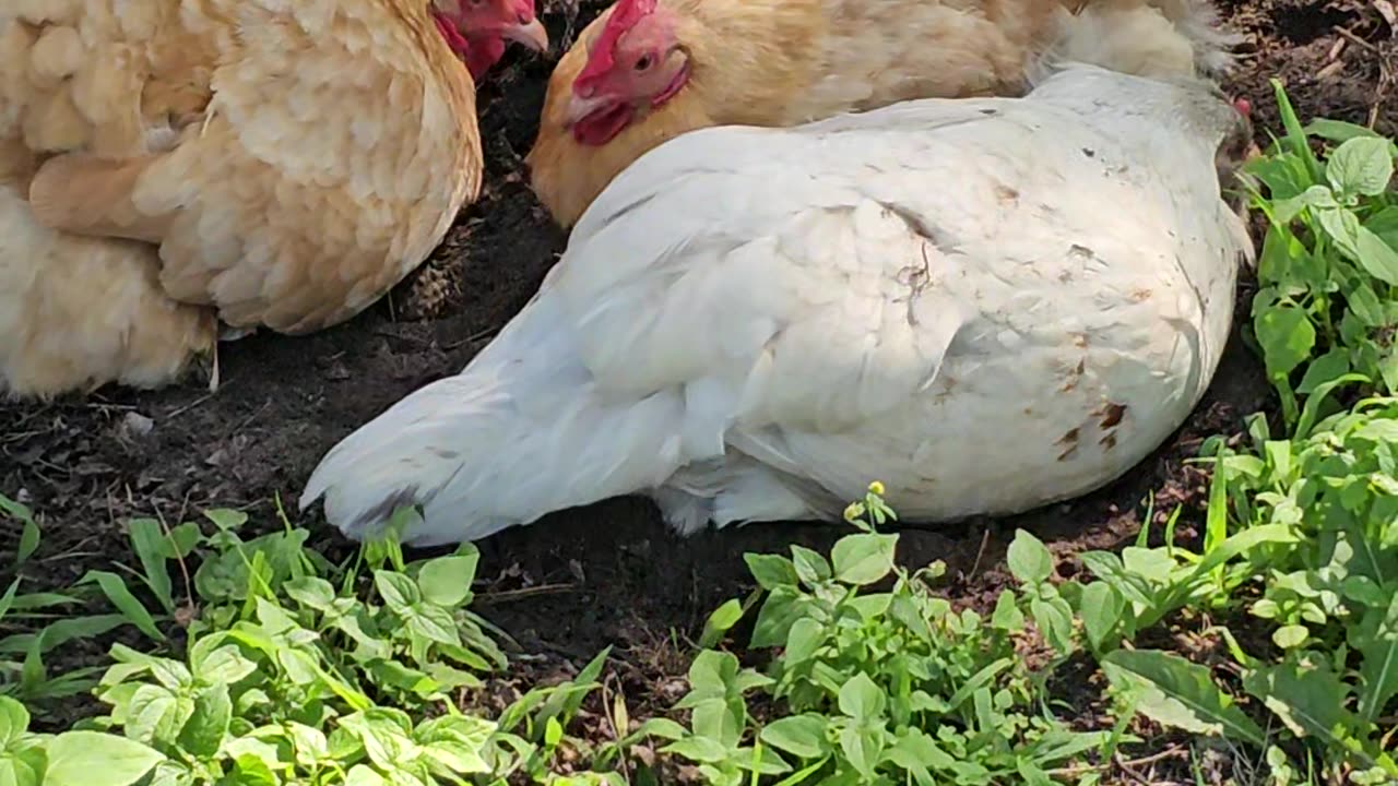 OMC! How did Whitey get so good @ having a dirt bath? Amazing chickens in action! #chickens #shorts