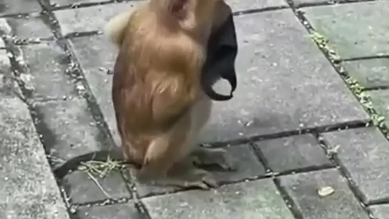 Funny Monkey Moments