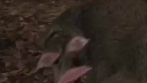 RESIDENT EVIL 4 VR DOG PRESO #shorts