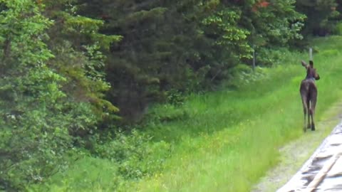 Roadside Moose