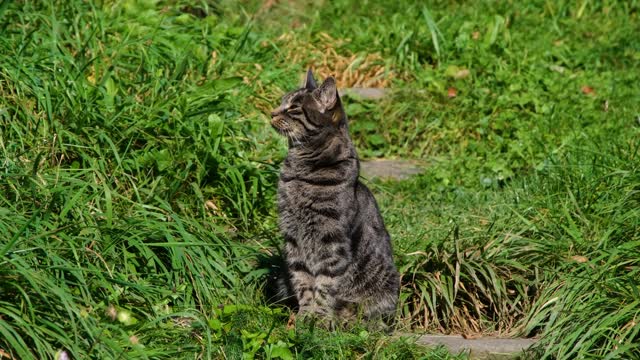 Baby Cats {Cute and Funny Cat Videos Compilation #34 | Aww Animals