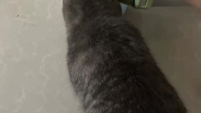 The owner has been blocking the cat while feeding