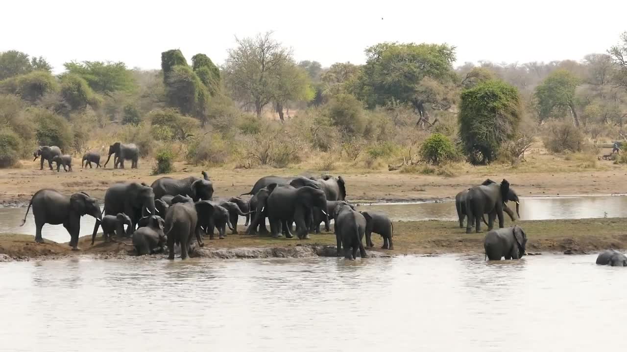 Happy Herd of Elephant at Waterhole