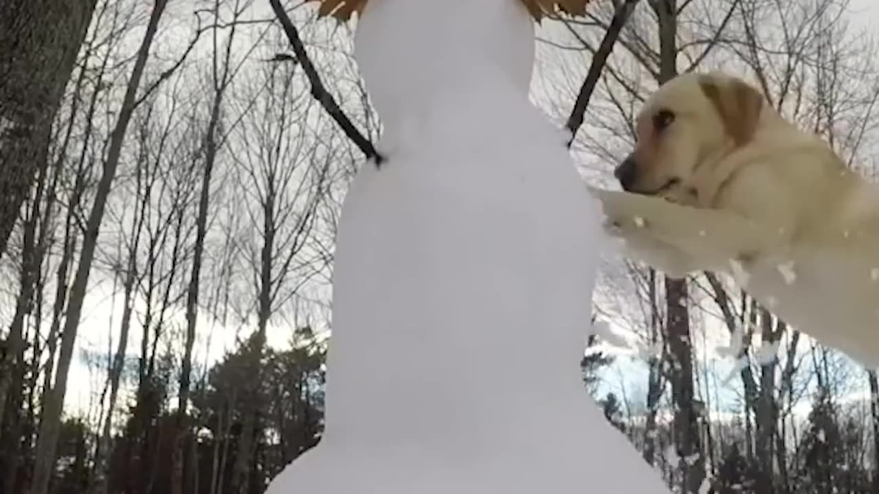 Dog HATES Snowmen | The Dodo