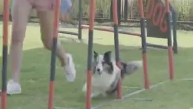 Women teaching a dog short animal video