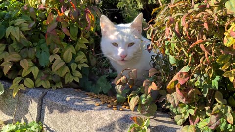 Shy and Very Cute White Cat