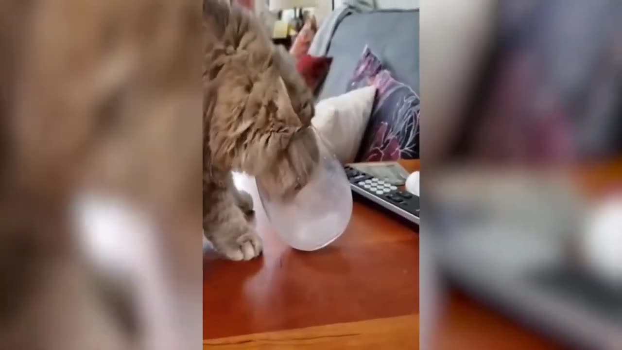 Proof That Cats Are The Most Dramatic Animals - Funny Cat Videos #77