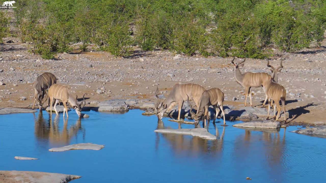 Wildlife 4k ultra HD video