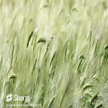 Immersive Forest Meditation_ Surrender to Nature's Ancient Wisdom #meditation #soothing #music #calm