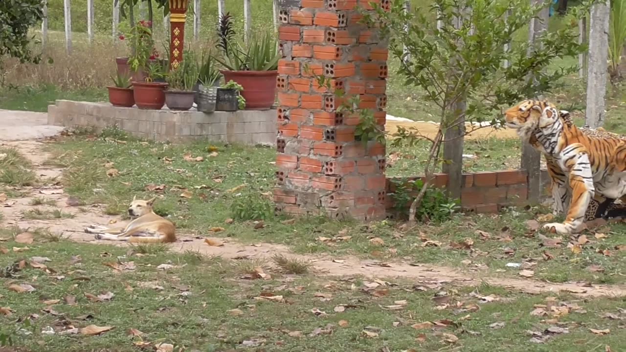funny lion prank