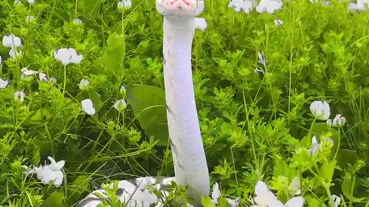 Beautiful snake in the field