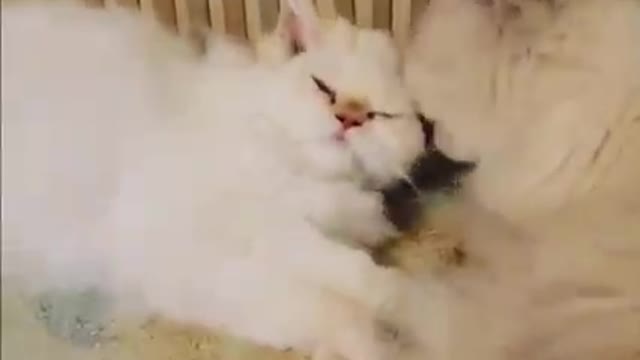 Its time for super laugh🐱🐱😂😂cute and funny cat videos 2022