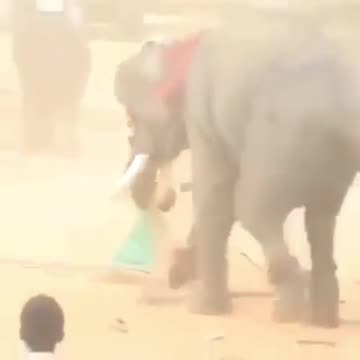 Elephant Killed Man In India