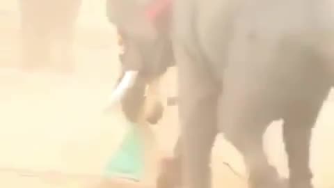 Elephant Killed Man In India