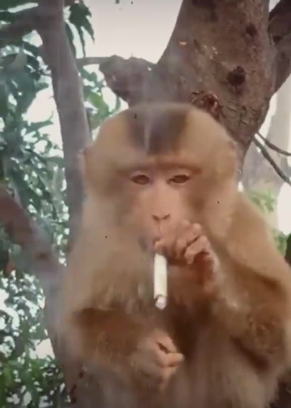 Smoking monkey. 100% Make You Laugh monkey smoking cigarette Funny monkey.