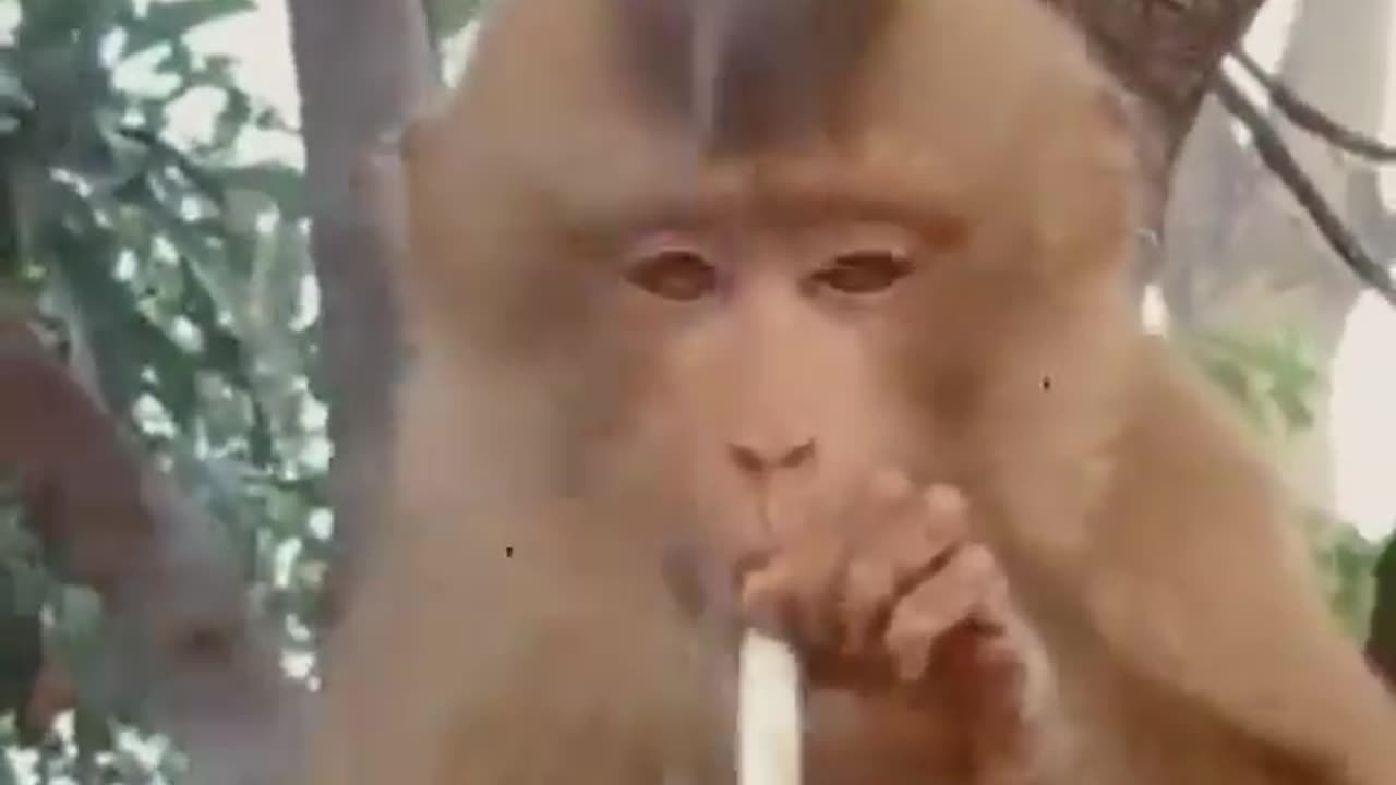 Smoking monkey. 100% Make You Laugh monkey smoking cigarette Funny monkey.