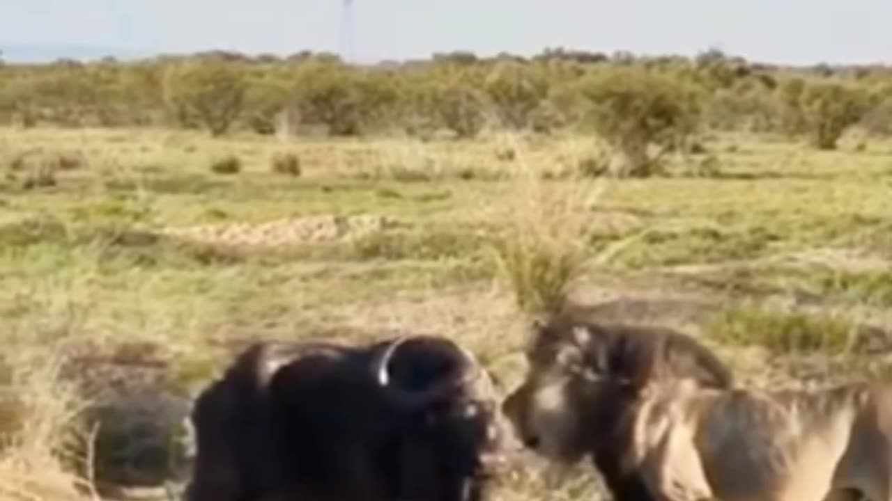 Wild buffalo blocks lions path wild animals at close range confusing animal behavior