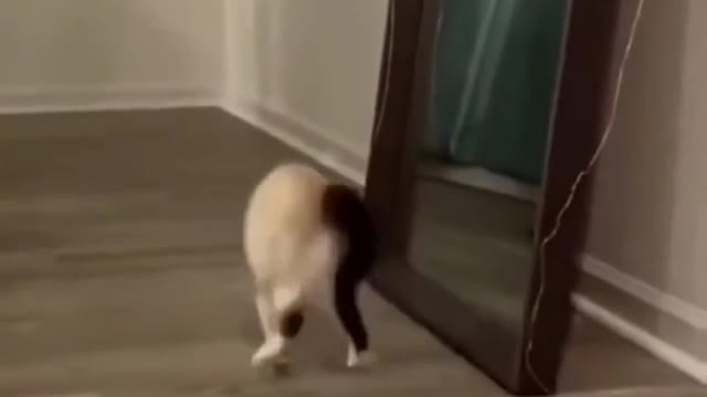 funny cat #wowfunnycat mirror prank on cat