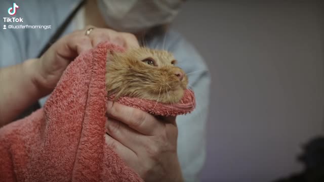 Shower cat