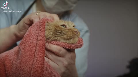 Shower cat