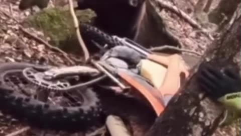 Dirt Rider Pisses of Grizzly
