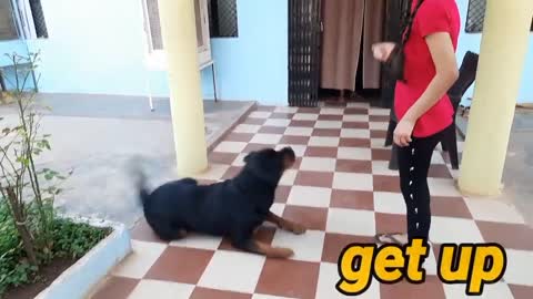 Massive Newfoundland Thinks He's A Tiny Lap Dog