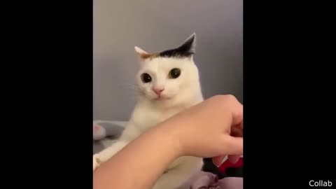 funny videos