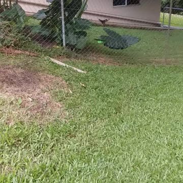 1.4.2024 Random Kuranda